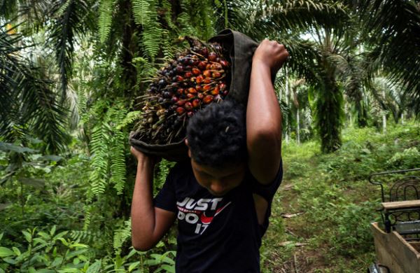 <br />
Пальмовое масло рекордно растет в цене<br />
